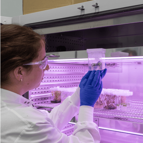 Authenticated plants grown in the lab