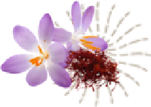 Saffron and Crocus Sativus